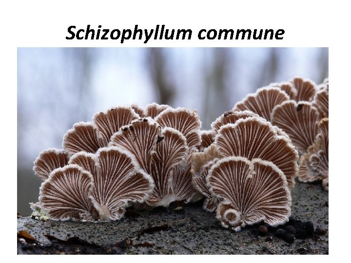 Schizophyllum commune 