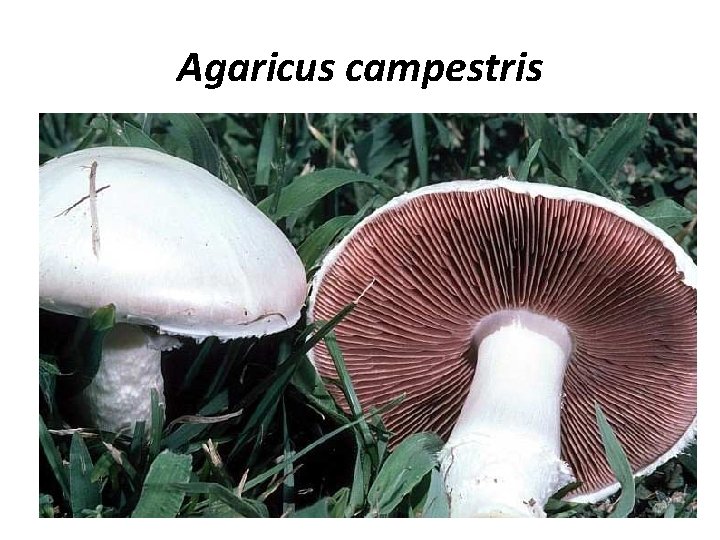 Agaricus campestris 