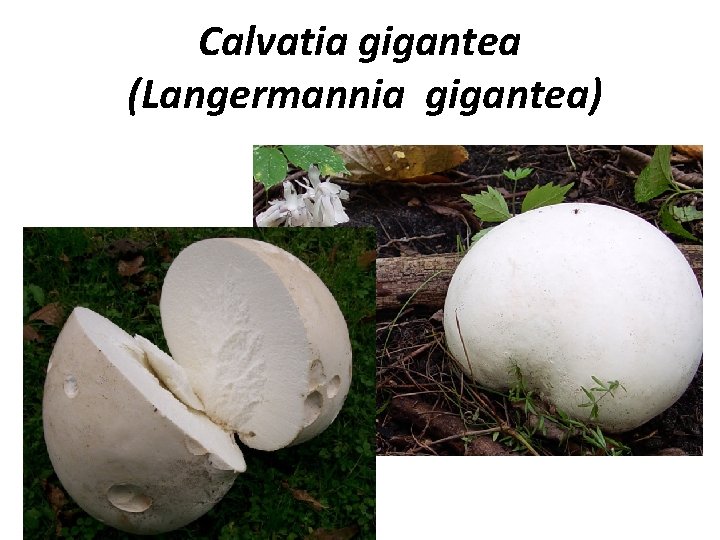 Calvatia gigantea (Langermannia gigantea) 