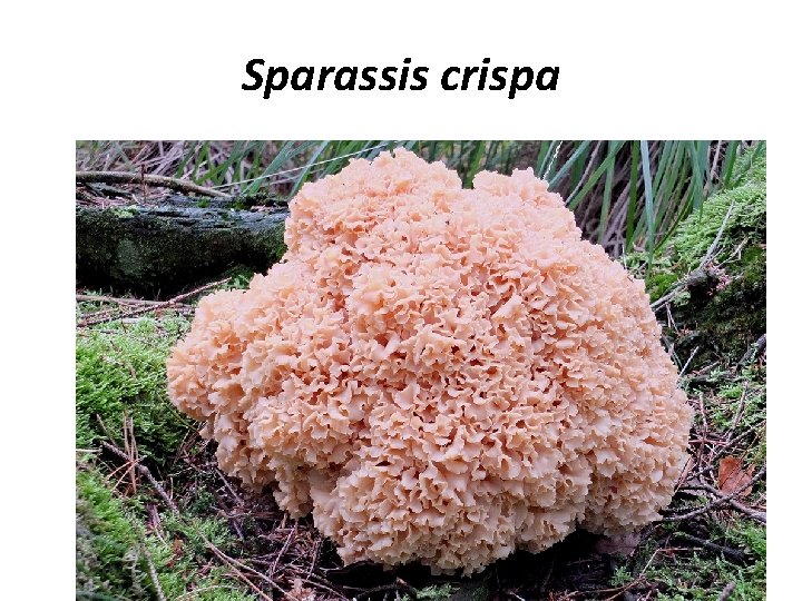 Sparassis crispa 