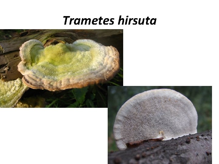 Trametes hirsuta 