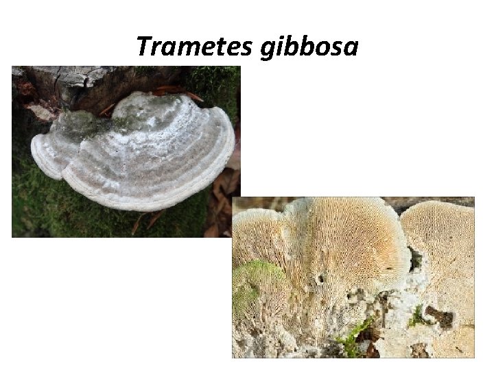 Trametes gibbosa 