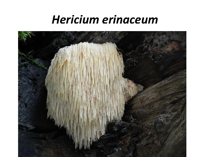 Hericium erinaceum 