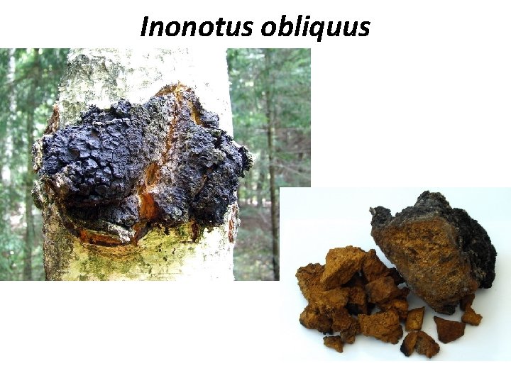 Inonotus obliquus 