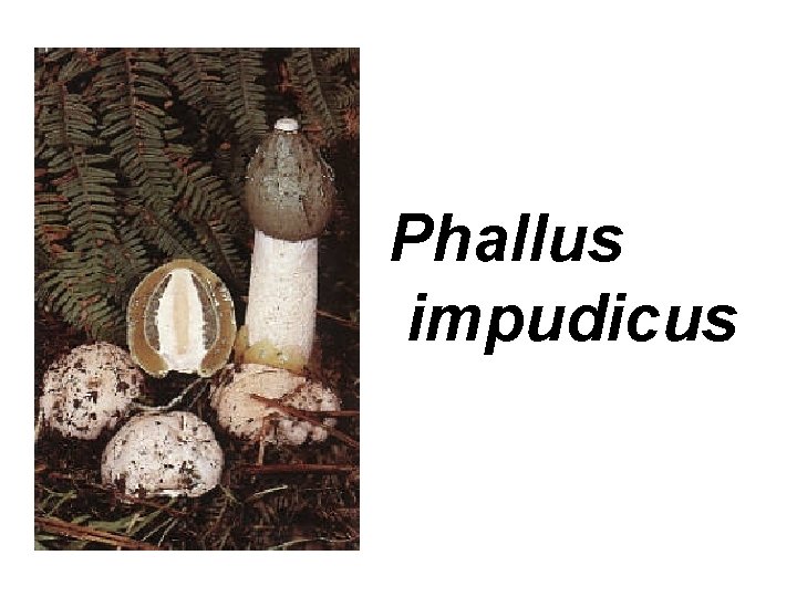 Phallus impudicus 