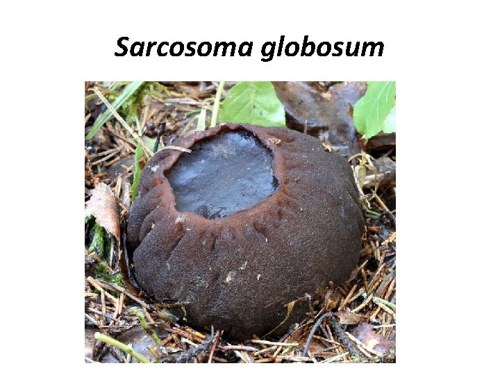 Sarcosoma globosum 