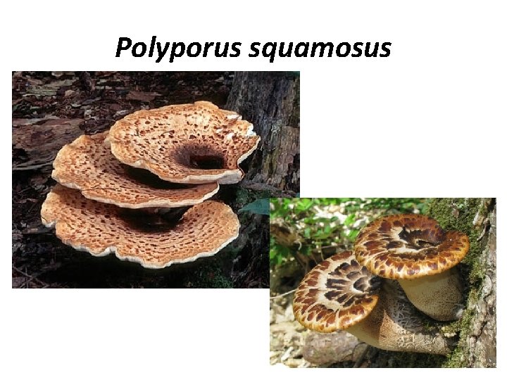 Polyporus squamosus 