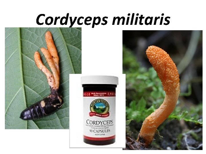 Сordyceps militaris 