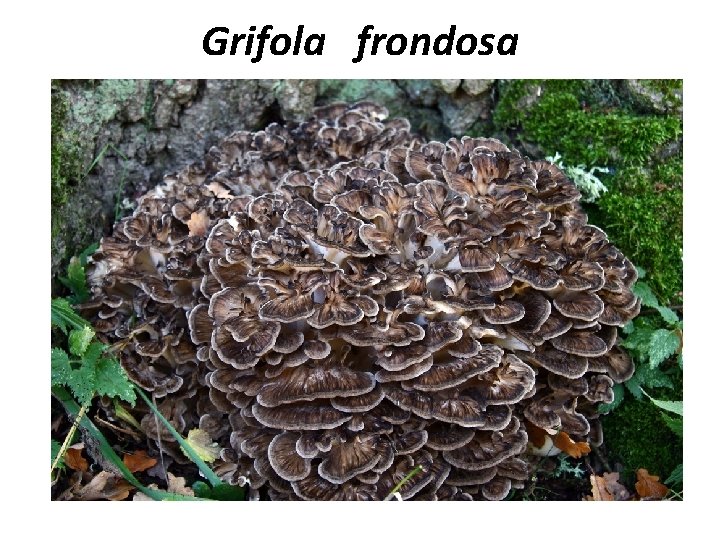 Grifola frondosa 