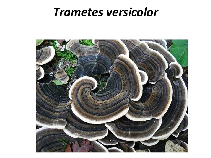 Trametes versicolor 