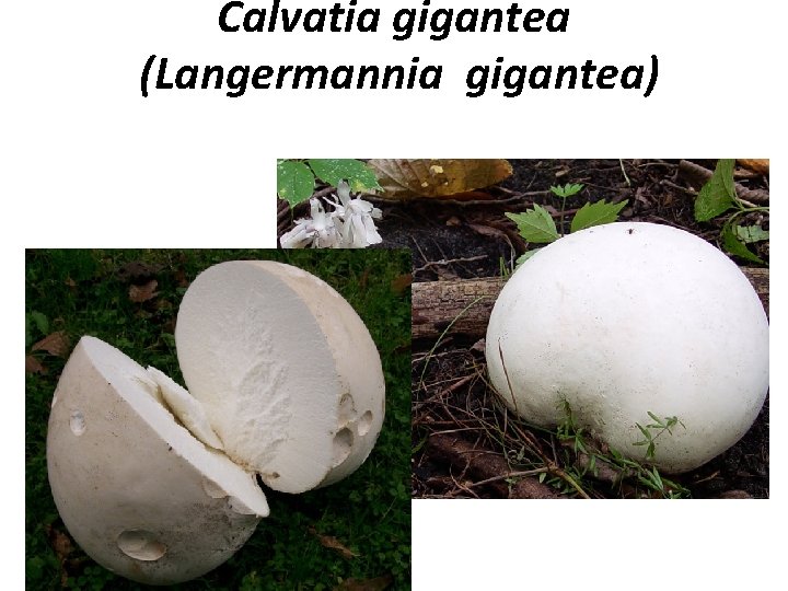 Calvatia gigantea (Langermannia gigantea) 