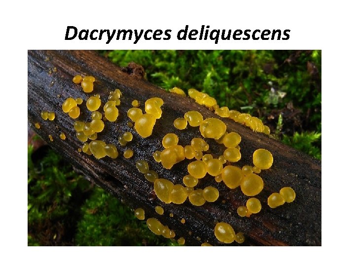 Dacrymyces deliquescens 