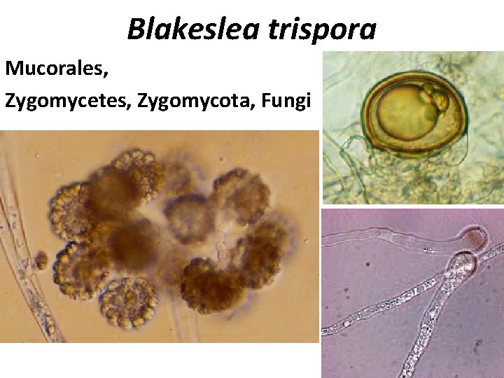 Blakeslea trispora Mucorales, Zygomycetes, Zygomycota, Fungi 