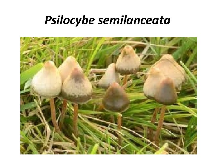 Psilocybe semilanceata 