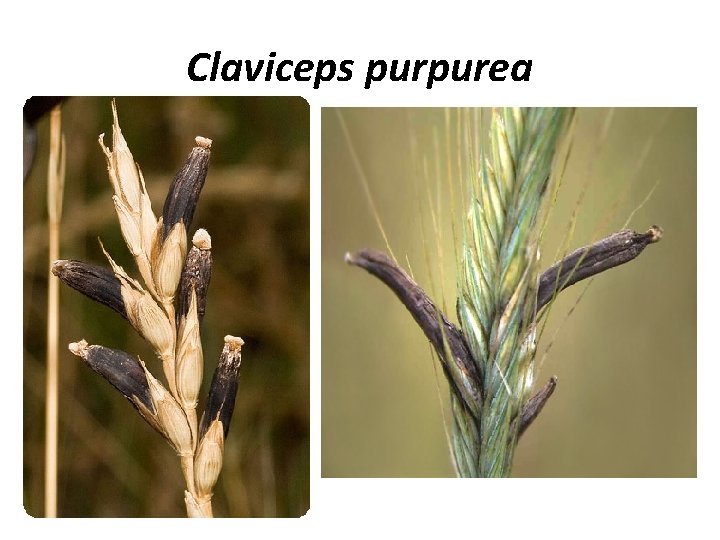 Сlaviceps purpurea 