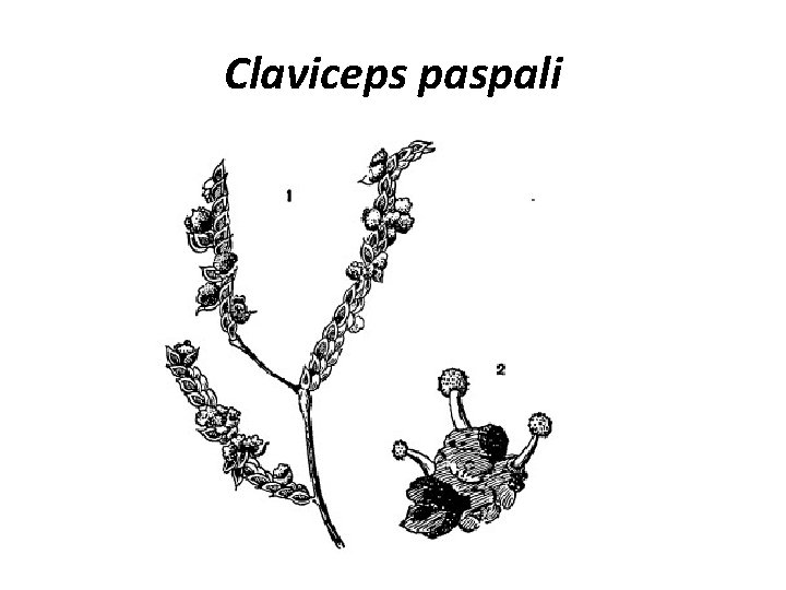 Сlaviceps paspali 