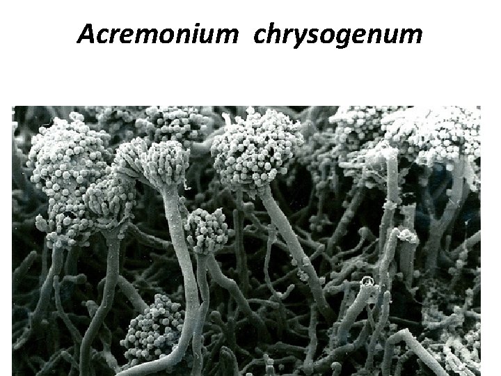 Acremonium chrysogenum 