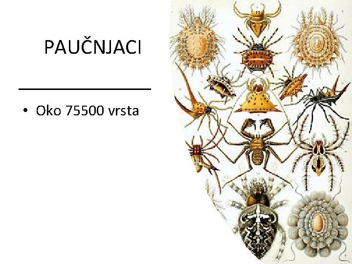 PAUČNJACI • Oko 75500 vrsta 