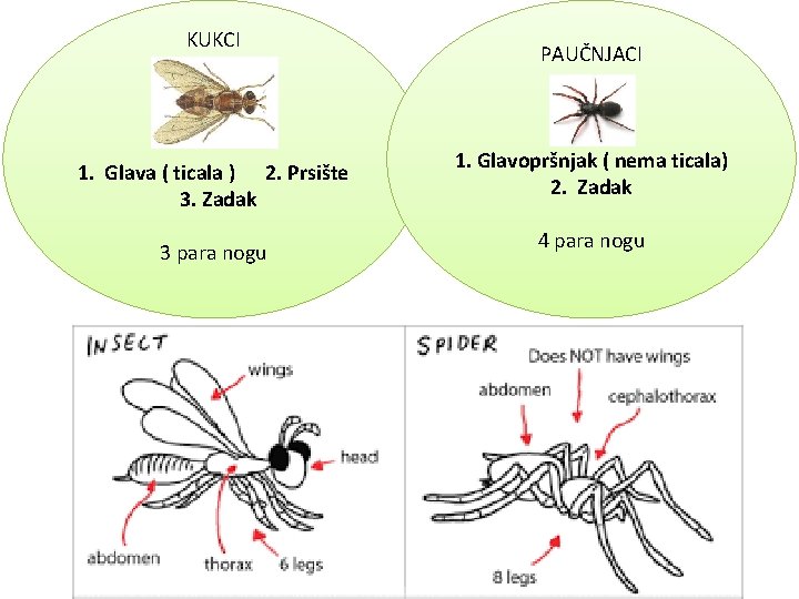 KUKCI 1. Glava ( ticala ) 2. Prsište 3. Zadak 3 para nogu PAUČNJACI