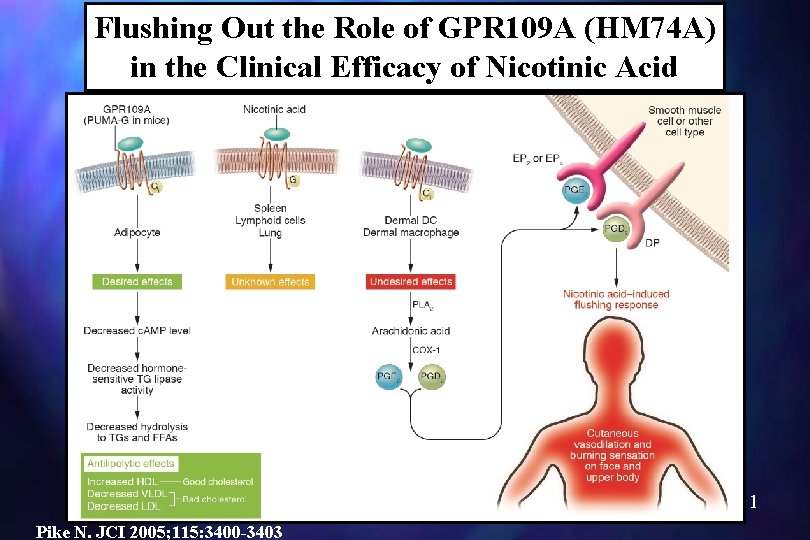 Flushing Out the Role of GPR 109 A (HM 74 A) in the Clinical