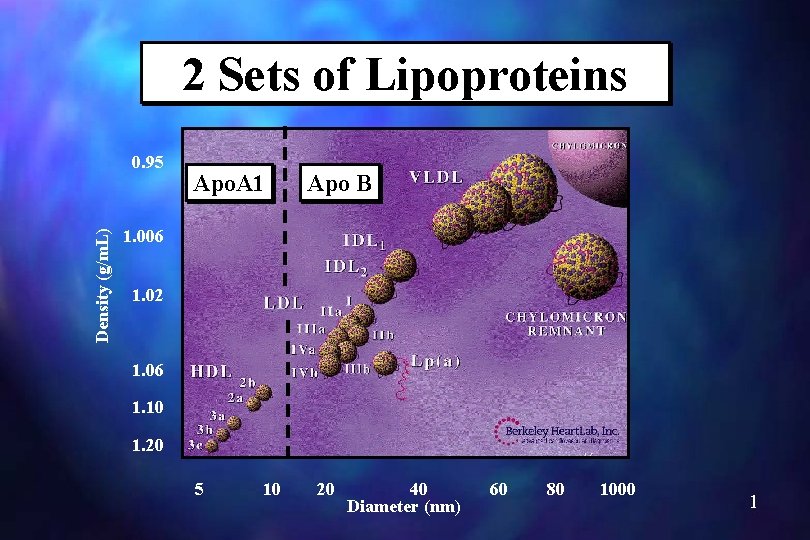 2 Sets of Lipoproteins Density (g/m. L) 0. 95 Apo. A 1 Apo B