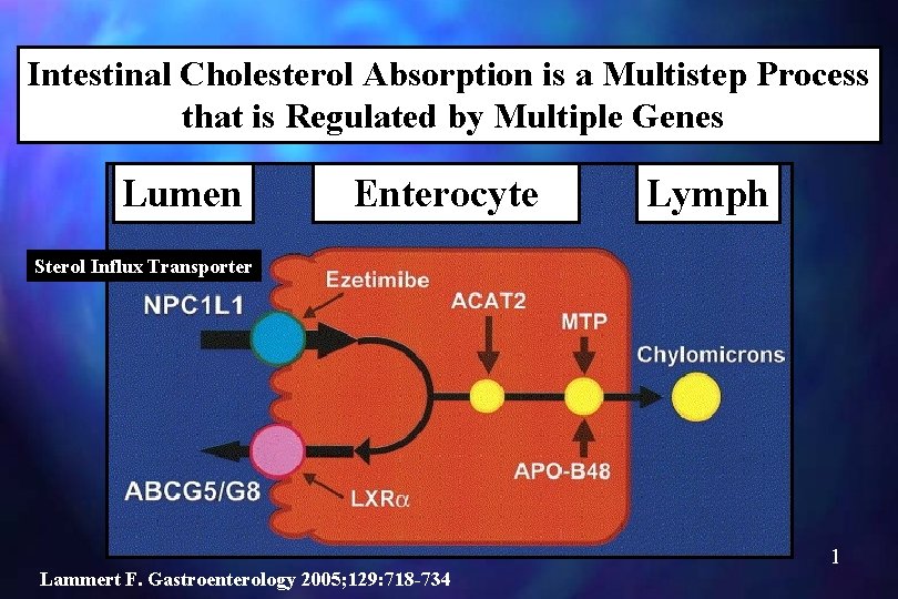 Intestinal Cholesterol Absorption is a Multistep Process that is Regulated by Multiple Genes Lumen