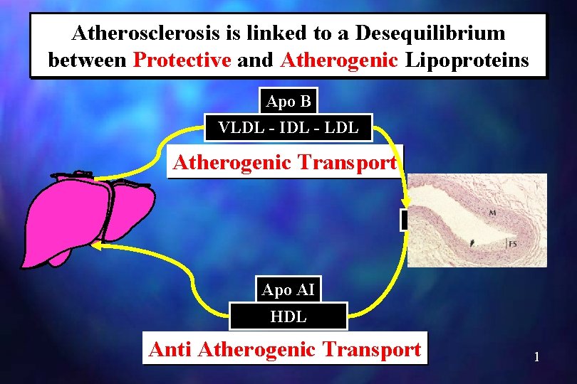 Atherosclerosis is linked to a Desequilibrium between Protective and Atherogenic Lipoproteins Apo B VLDL