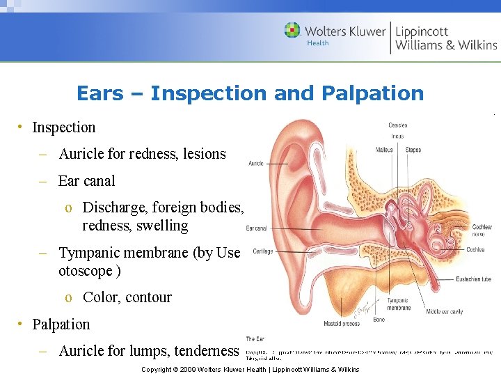 Ears – Inspection and Palpation • Inspection – Auricle for redness, lesions – Ear Ears – Inspection and Palpation • Inspection – Auricle for redness, lesions – Ear