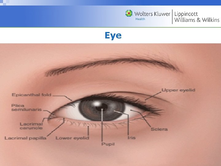 Eye Copyright © 2009 Wolters Kluwer Health | Lippincott Williams & Wilkins 
