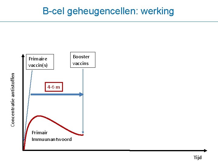 B-cel geheugencellen: werking Concentratie antistoffen Primaire vaccin(s) Booster vaccins 4 -6 m Secundair Immuunantwoord