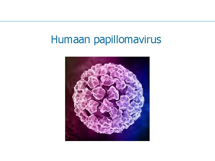 Humaan papillomavirus 