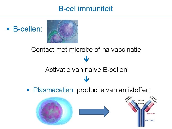 B-cel immuniteit § B-cellen: Contact met microbe of na vaccinatie Activatie van naïve B-cellen