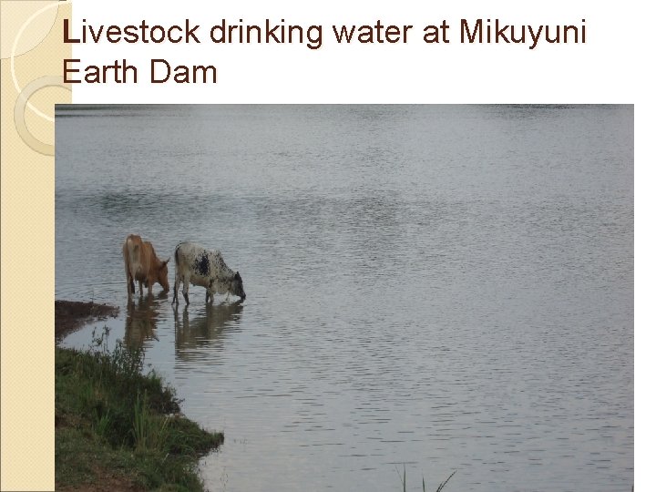 Livestock drinking water at Mikuyuni Earth Dam 