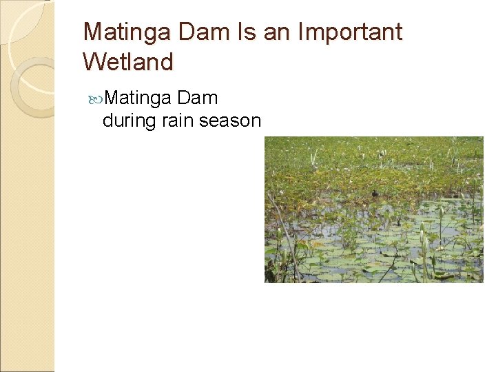 Matinga Dam Is an Important Wetland Matinga Dam during rain season 