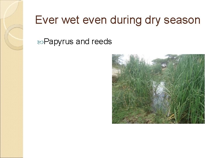 Ever wet even during dry season Papyrus and reeds 