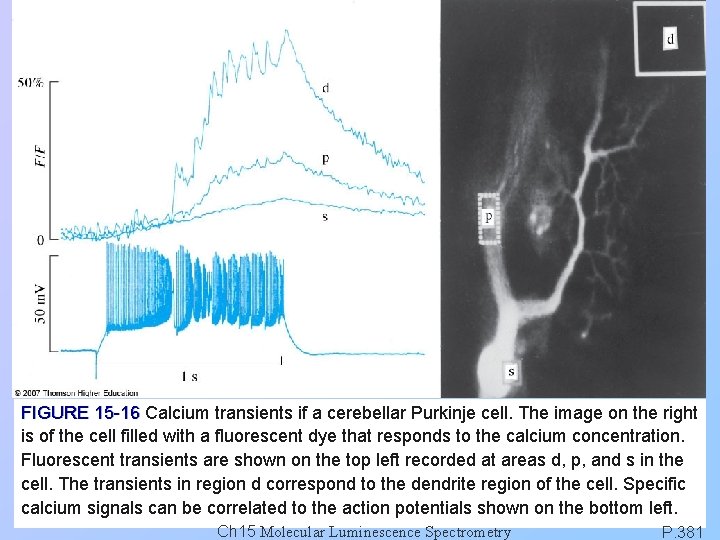 FIGURE 15 -16 Calcium transients if a cerebellar Purkinje cell. The image on the