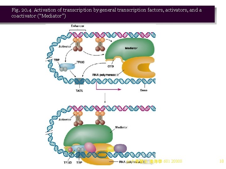 Fig. 20. 4 Activation of transcription by general transcription factors, activators, and a coactivator