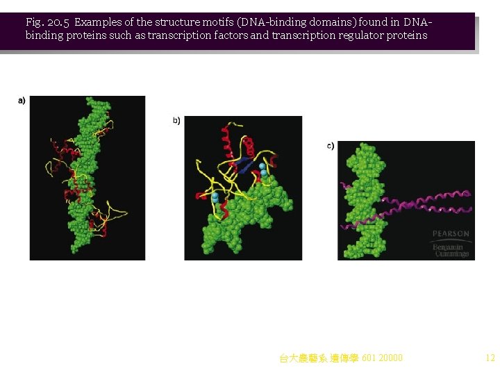 Fig. 20. 5 Examples of the structure motifs (DNA-binding domains) found in DNAbinding proteins