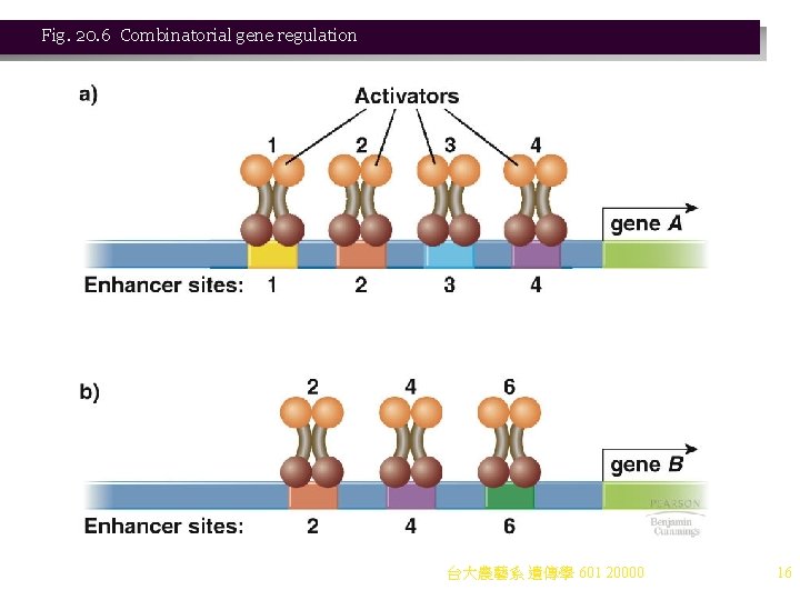 Fig. 20. 6 Combinatorial gene regulation 台大農藝系 遺傳學 601 20000 16 