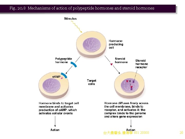 Fig. 20. 8 Mechanisms of action of polypeptide hormones and steroid hormones 台大農藝系 遺傳學