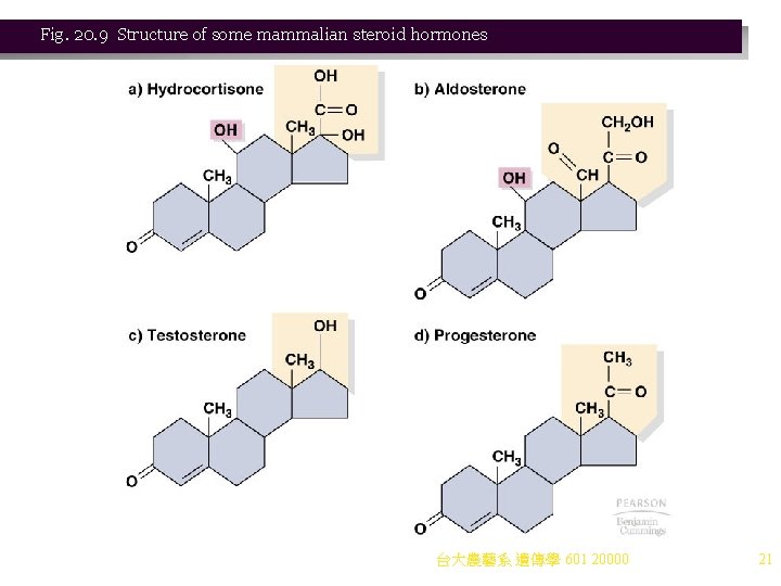 Fig. 20. 9 Structure of some mammalian steroid hormones 台大農藝系 遺傳學 601 20000 21