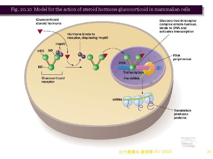 Fig. 20. 10 Model for the action of steroid hormone glucocorticoid in mammalian cells