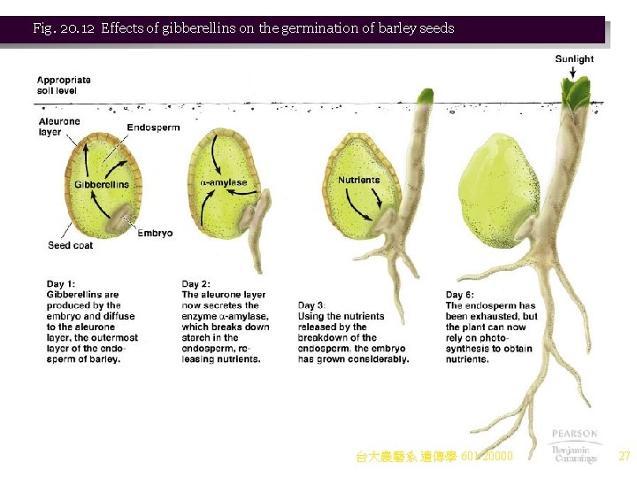 Fig. 20. 12 Effects of gibberellins on the germination of barley seeds 台大農藝系 遺傳學