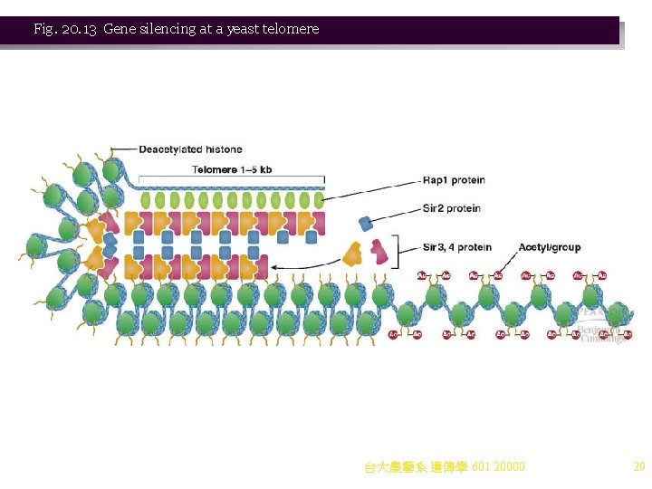 Fig. 20. 13 Gene silencing at a yeast telomere 台大農藝系 遺傳學 601 20000 29 Fig. 20. 13 Gene silencing at a yeast telomere 台大農藝系 遺傳學 601 20000 29