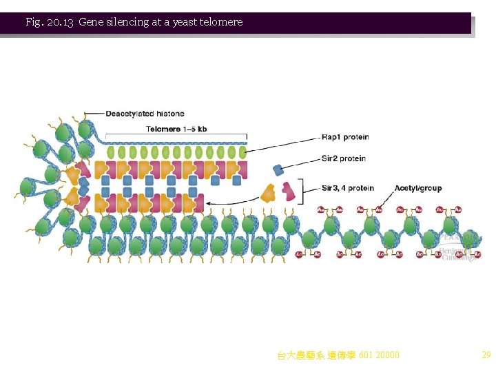 Fig. 20. 13 Gene silencing at a yeast telomere 台大農藝系 遺傳學 601 20000 29