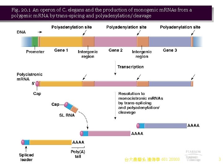 Fig. 20. 1 An operon of C. elegans and the production of monogenic m.