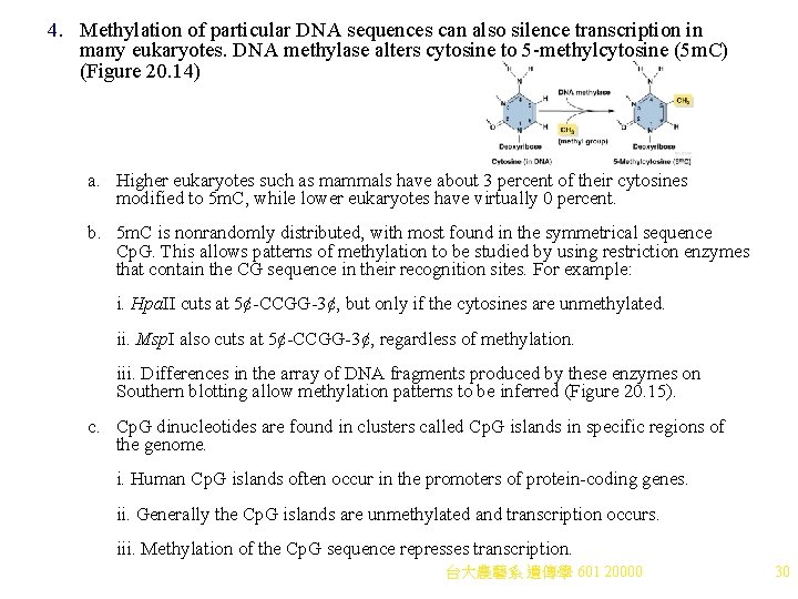 4. Methylation of particular DNA sequences can also silence transcription in many eukaryotes. DNA