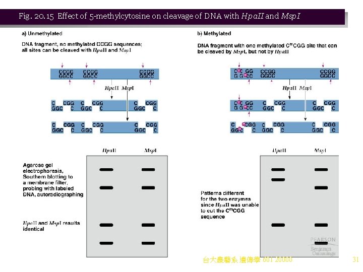 Fig. 20. 15 Effect of 5 -methylcytosine on cleavage of DNA with Hpa. II