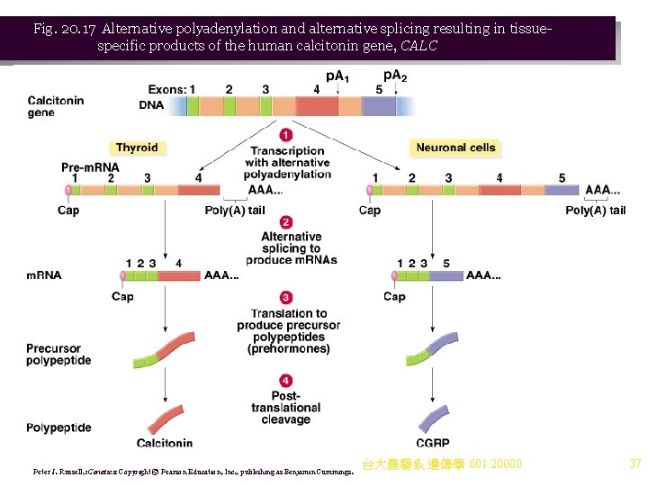 Fig. 20. 17 Alternative polyadenylation and alternative splicing resulting in tissuespecific products of the