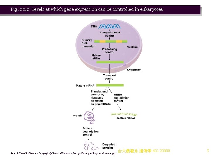 Fig. 20. 2 Levels at which gene expression can be controlled in eukaryotes Peter